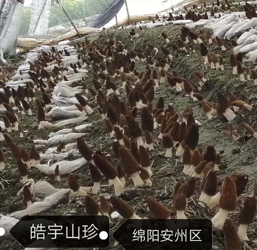 &#19990;&#30028;&#26479;&#24179;&#21488;&#45;&#19990;&#30028;&#26479;&#40;&#20013;&#22269;&#41;&#19968;&#31449;&#24335;&#26381;&#21153;&#24179;&#21488;