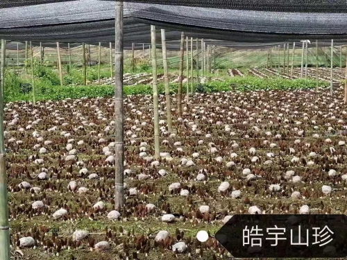 &#19990;&#30028;&#26479;&#24179;&#21488;&#45;&#19990;&#30028;&#26479;&#40;&#20013;&#22269;&#41;&#19968;&#31449;&#24335;&#26381;&#21153;&#24179;&#21488;